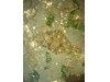 Photo of Rock Sole - Pleuronectes bilineatus